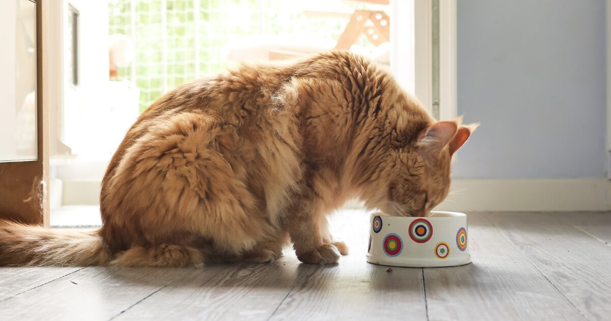 Wet vs. Dry: Which Type of Best Senior Cat Food Is Right for Your Cat?