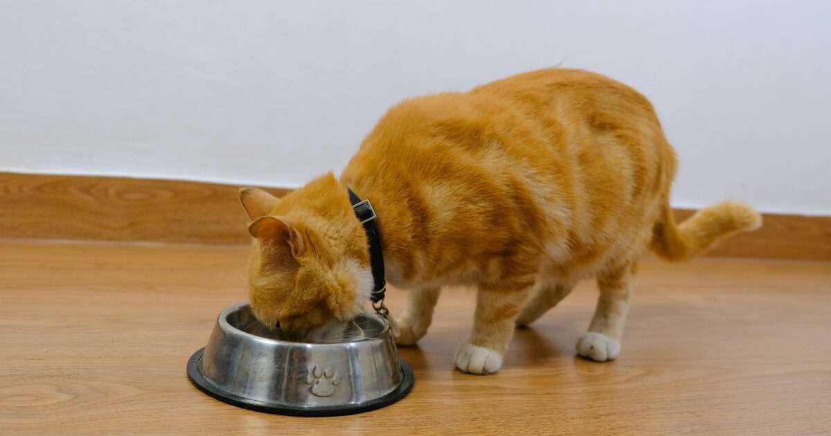 How to Transition Your Cat to the Best Senior Cat Food Without Stress