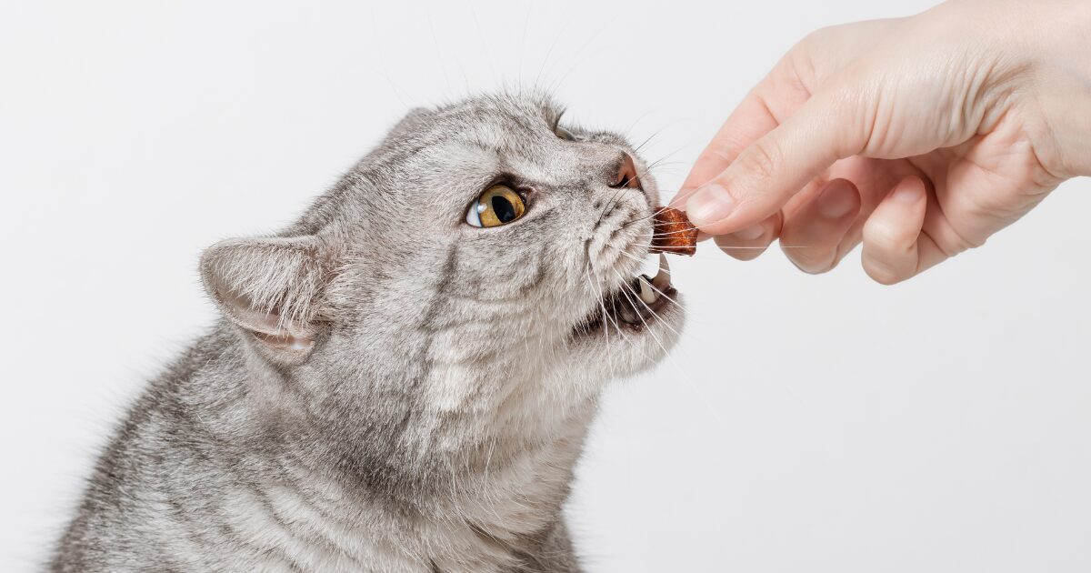 The Ultimate Guide to the Best Senior Cat Food: Give Your Aging Cat the Nutrition They Deserve