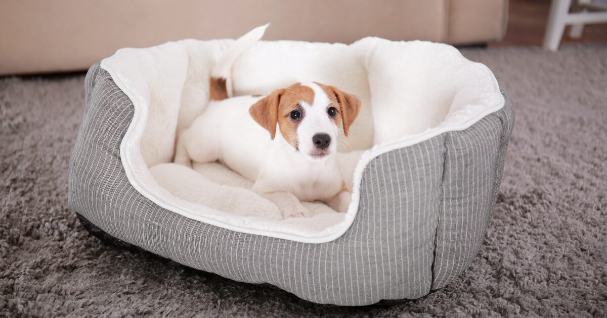 1. Preparing Your Home for a Smooth Introduction of a New Pet