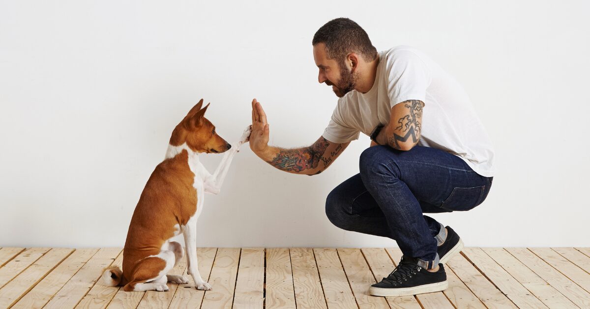 Unlock Your Dog’s Potential: 7 Easy Dog Obedience Training at Home Tips for First-Time Dog Owners!