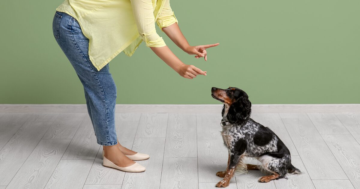 Why Dog Obedience Training at Home is the Best Choice for First-Time Dog Owners