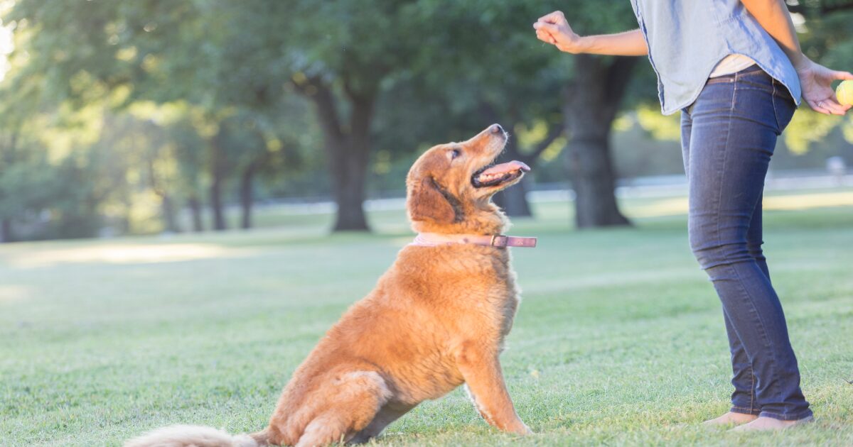 Set Your Dog Up for Success: Creating a Positive Training Environment at Home