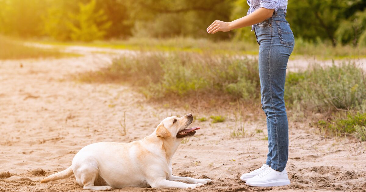 Tip #1: Master the Basics of Dog Obedience Training at Home with Consistency