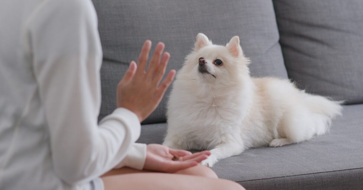 Tip #3: Time Management Tips for Busy First-Time Owners to Make Dog Obedience Training at Home Easy