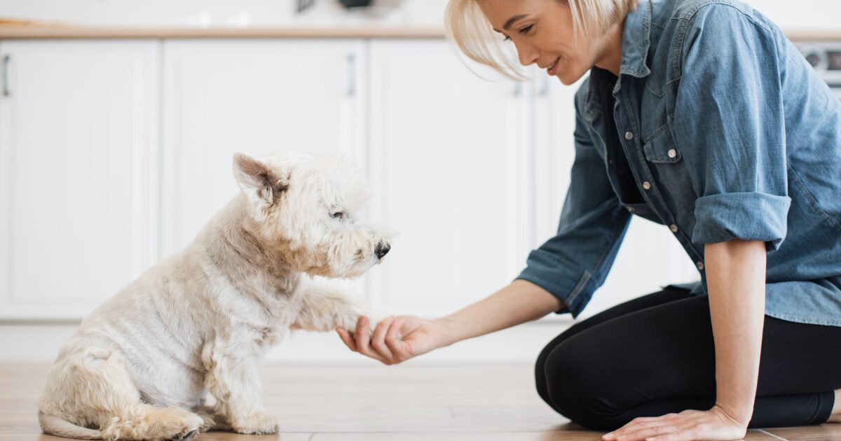 Tip #4: Troubleshooting Common Dog Obedience Challenges You Can Fix at Home