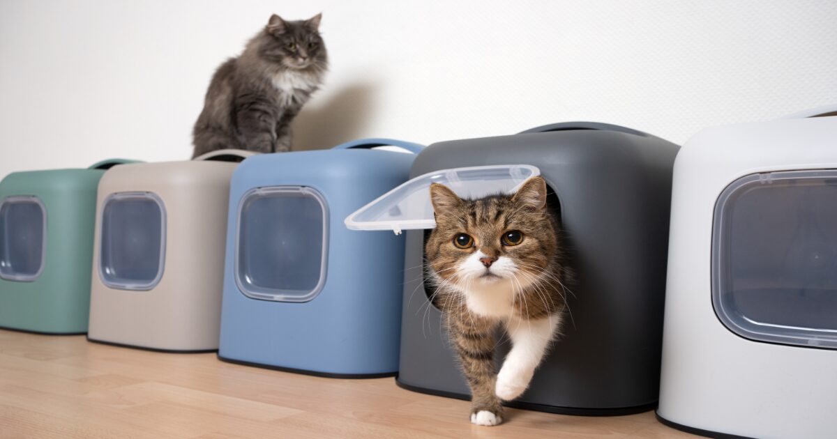 Searching for the Best Litter Box for Multiple Cats? Here Are the Best High-Tech Options