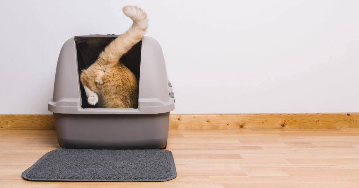 Revolutionizing Cleanliness: Self-Cleaning Litter Boxes for Multiple Cats