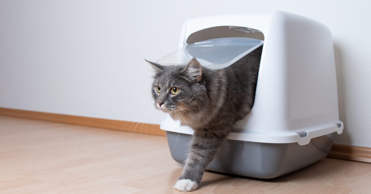 The Best Litter Box for Multiple Cats with Advanced Odor Control Features