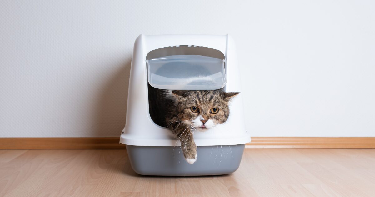 Smart Litter Boxes for Multiple Cats: How Technology Makes Life Easier