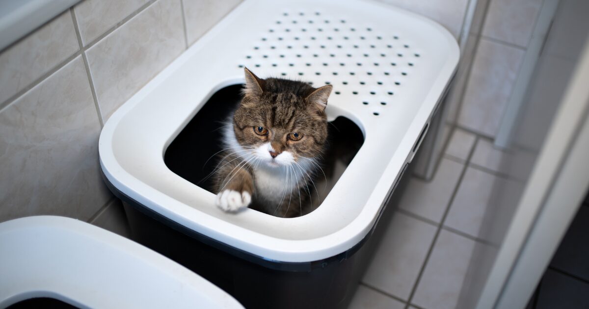 The Best Litter Box for Multiple Cats with App Integration – Convenience at Your Fingertips