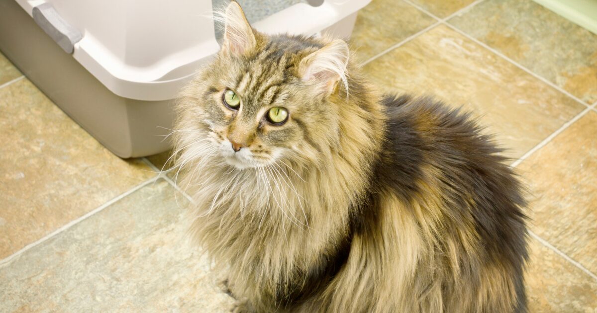 Why the Best High-Tech Litter Boxes for Multiple Cats Are Worth the Investment