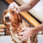 Sensitive Skin? No Problem! 5 DIY Homemade Dog Shampoo Recipes for All Skin Types