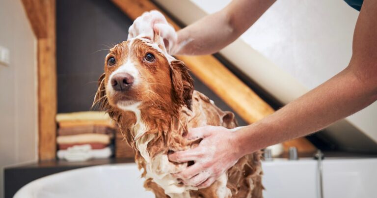 Sensitive Skin? No Problem! 5 DIY Homemade Dog Shampoo Recipes for All Skin Types