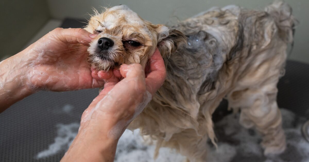 Why Homemade Dog Shampoo is the Best Solution for Sensitive Skin