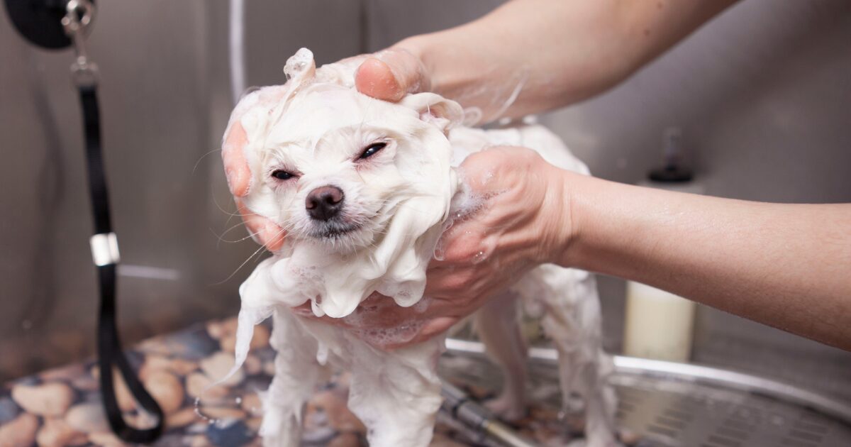 5 Simple Homemade Dog Shampoo Recipes for Every Skin Type