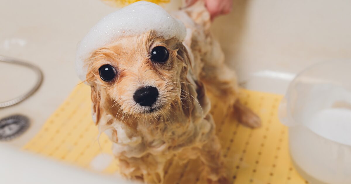 Sensitive Skin? No Problem! 5 DIY Homemade Dog Shampoo Recipes for All Skin Types