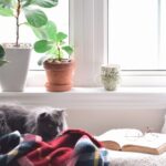 Safe Plants, Happy Pets: 7 Non-Toxic Houseplants for Pets That Every Dog and Cat Owner Needs