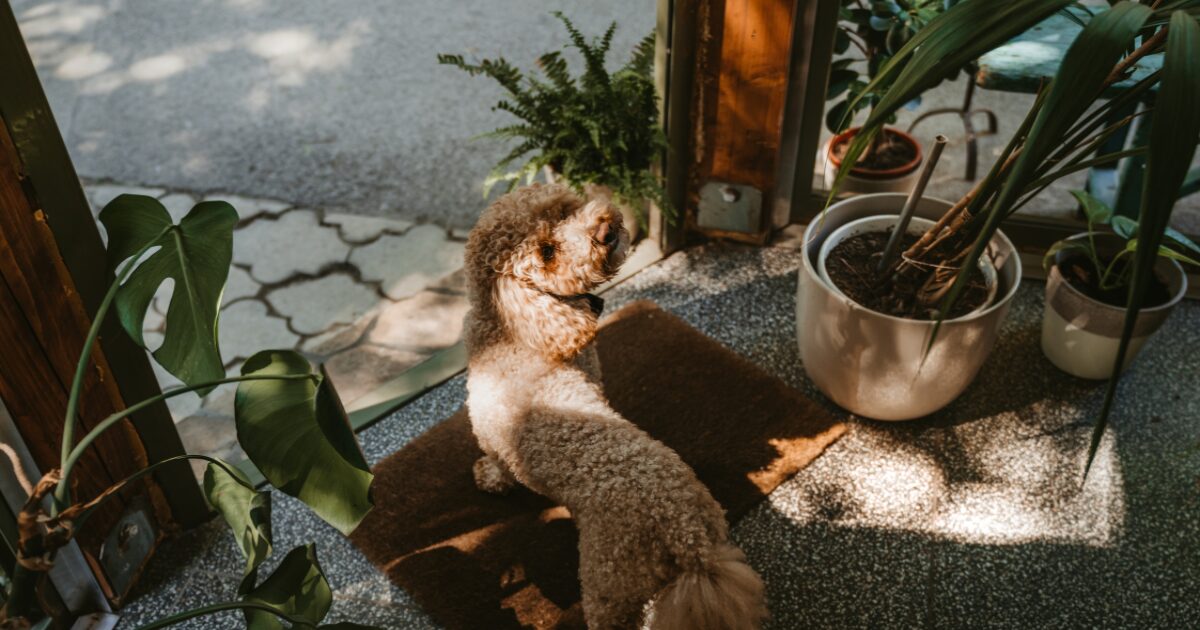 The Benefits of Choosing Non-Toxic Houseplants for Pets in Your Home