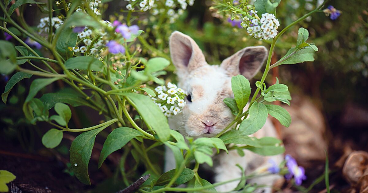 Create a Pet-Safe Greenery Haven: Tips for Placing Non-Toxic Houseplants for Pets in Your Home