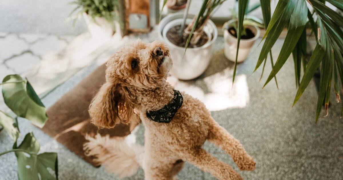 Top Common Mistakes to Avoid When Choosing Non-Toxic Houseplants for Pets