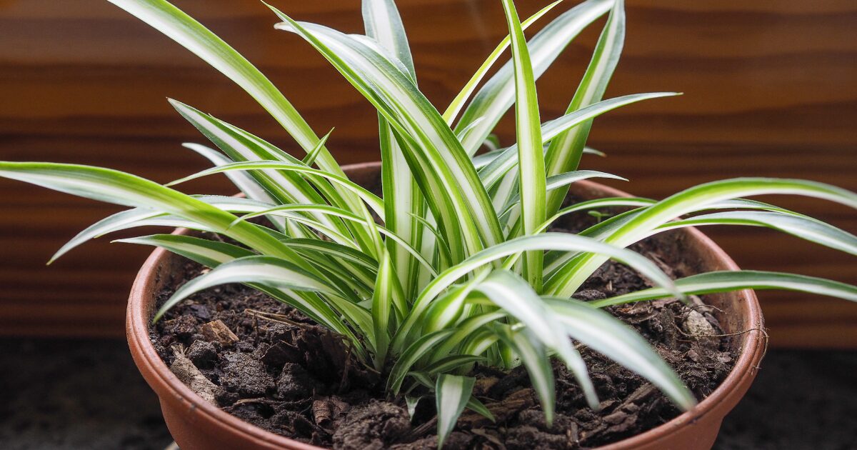 The Perfect Non-Toxic Houseplants for Pets That Will Thrive in Your Home and Keep Pets Safe