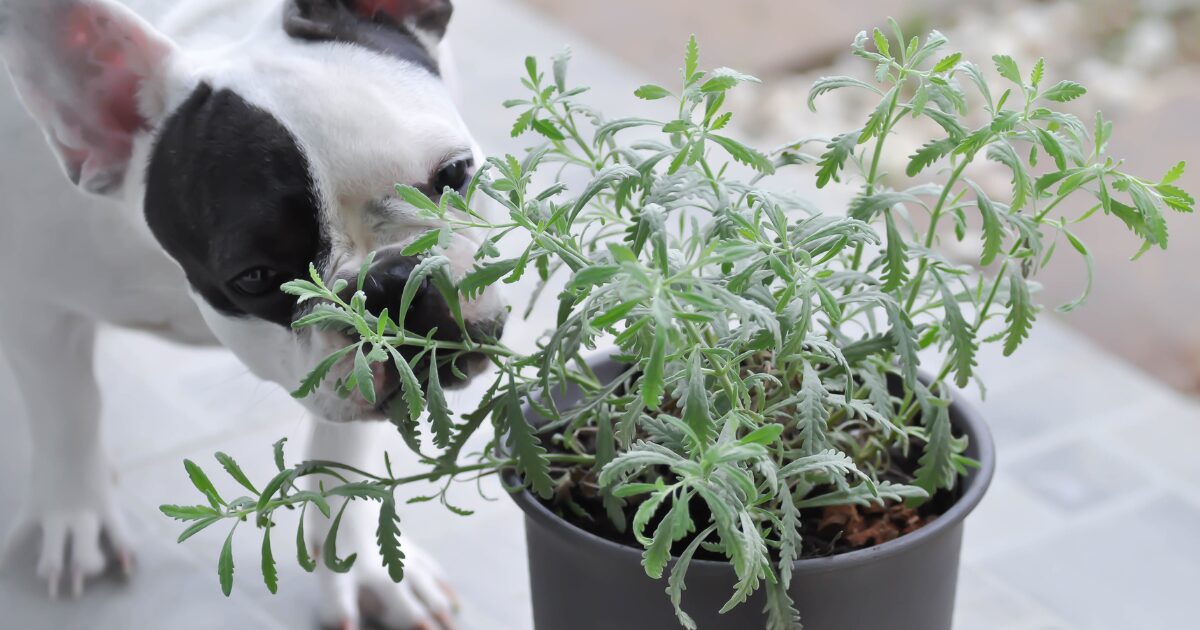 Safe Plants, Happy Pets: 7 Non-Toxic Houseplants for Pets That Every Dog and Cat Owner Needs