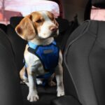 8 Life-Saving Pet Travel Safety Tips You Need for Road Trips and Adventures