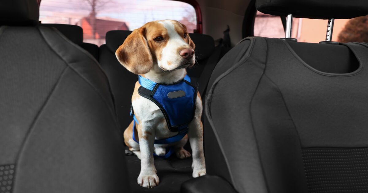 8 Life-Saving Pet Travel Safety Tips You Need for Road Trips and Adventures