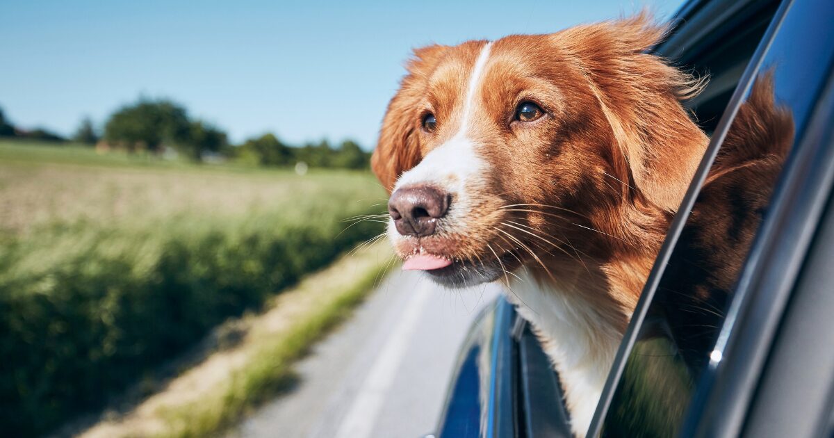 How to Get Your Pet Ready for the Ultimate Road Trip: Pet Travel Safety Tips