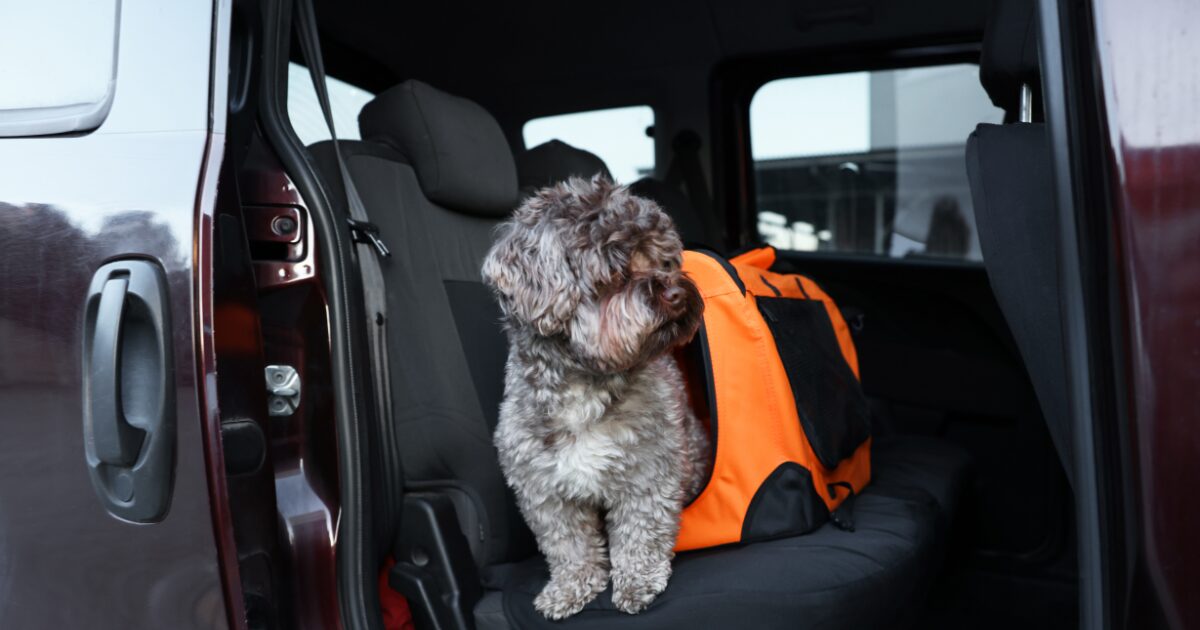 Choosing the Right Pet Travel Safety Gear for Your Road Trip Adventure