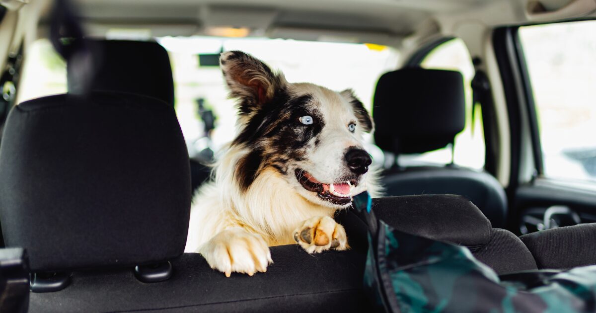 Pet Travel Safety Tips for Creating a Comfortable and Safe Car Environment