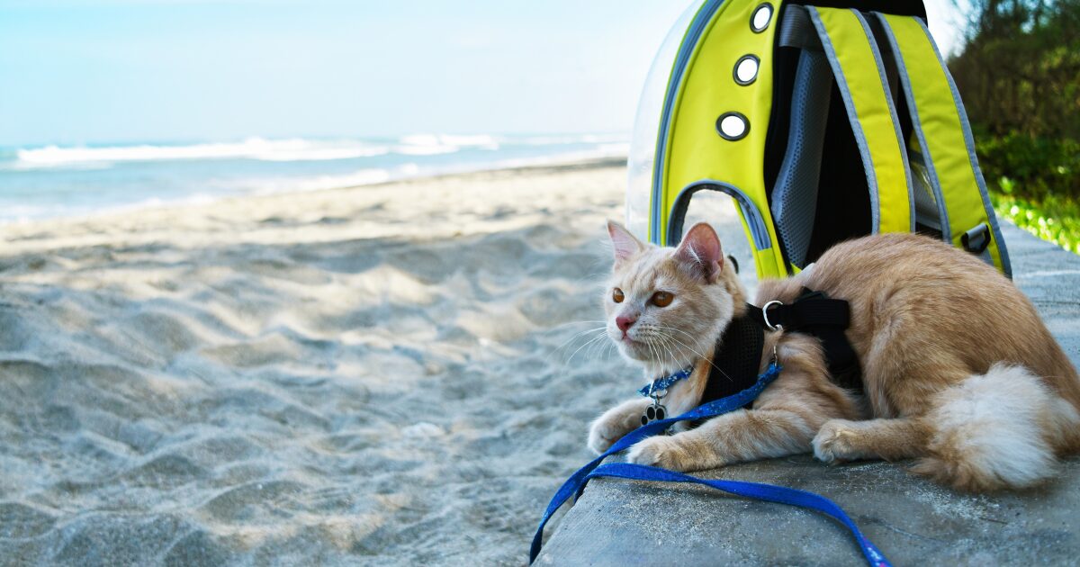 How to Keep Your Pet Hydrated and Healthy on Long Drives: Pet Travel Safety Tips