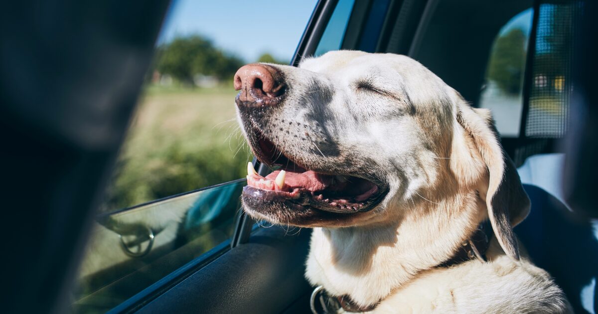 Pet Travel Safety Tips for Pet-Proofing Your Vehicle for a Stress-Free Ride