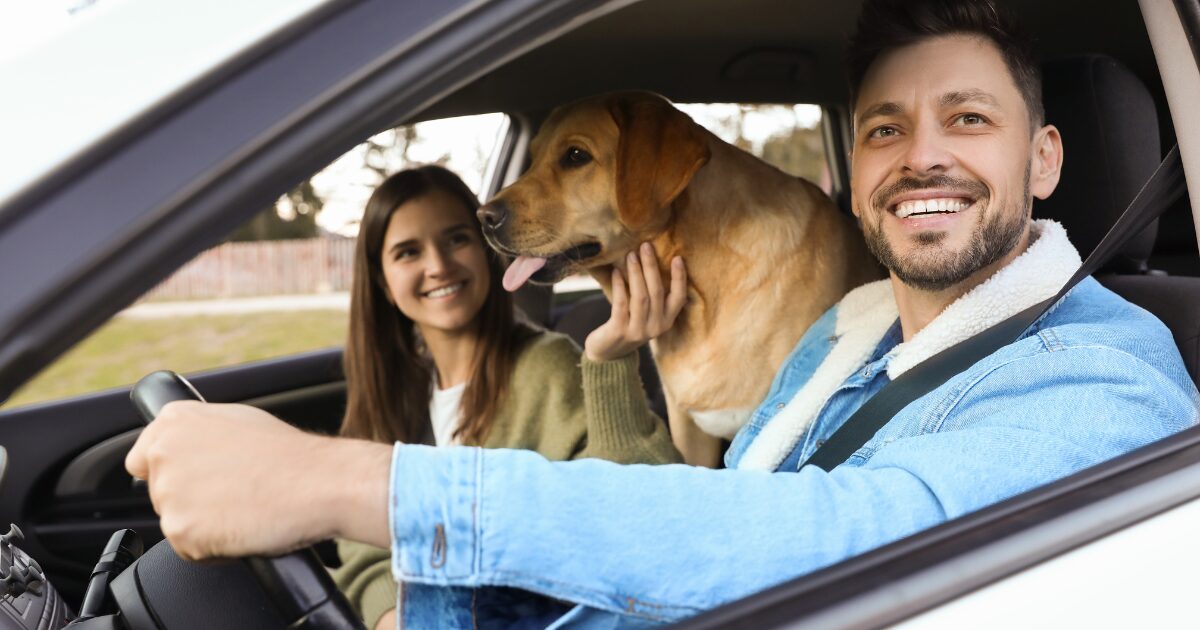 Post-Trip Pet Travel Safety Tips for Ensuring Your Pet’s Recovery After the Adventure