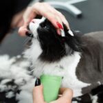 10 Must-Know Cat Grooming Tips That Will Keep Your Kitty Looking Fluffy and Fabulous