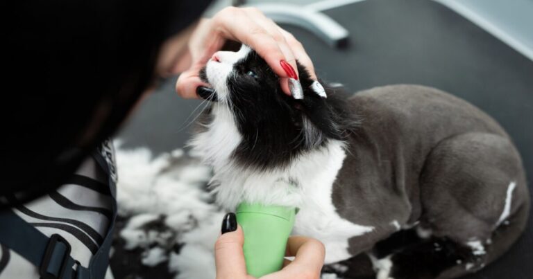 10 Must-Know Cat Grooming Tips That Will Keep Your Kitty Looking Fluffy and Fabulous