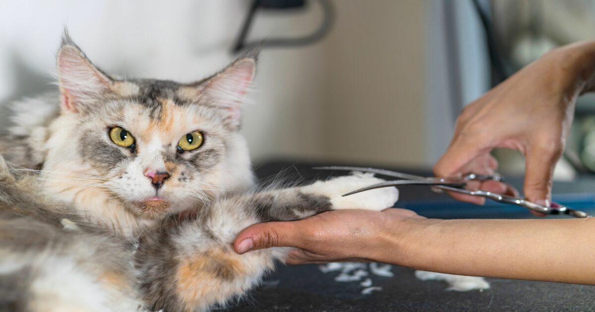 1. Cat Grooming Tips Every New Cat Owner Needs to Know for a Fluffy Start