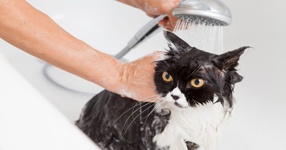 2. Essential Cat Grooming Tips to Keep Your Long-Haired Kitty Mat-Free