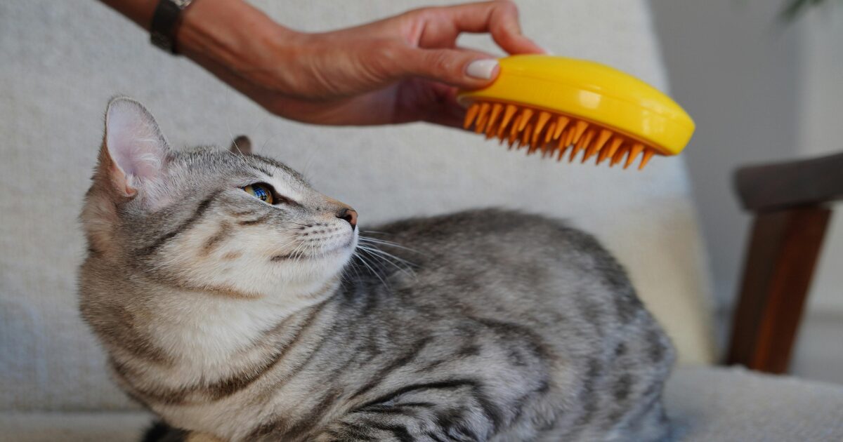 3. Cat Grooming Tips to Control Shedding and Keep Your Home Fur-Free