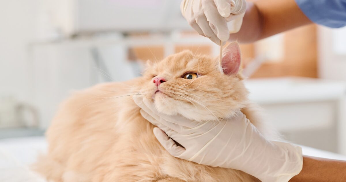 4. The Top Cat Grooming Tools You Need for a Perfectly Groomed Coat