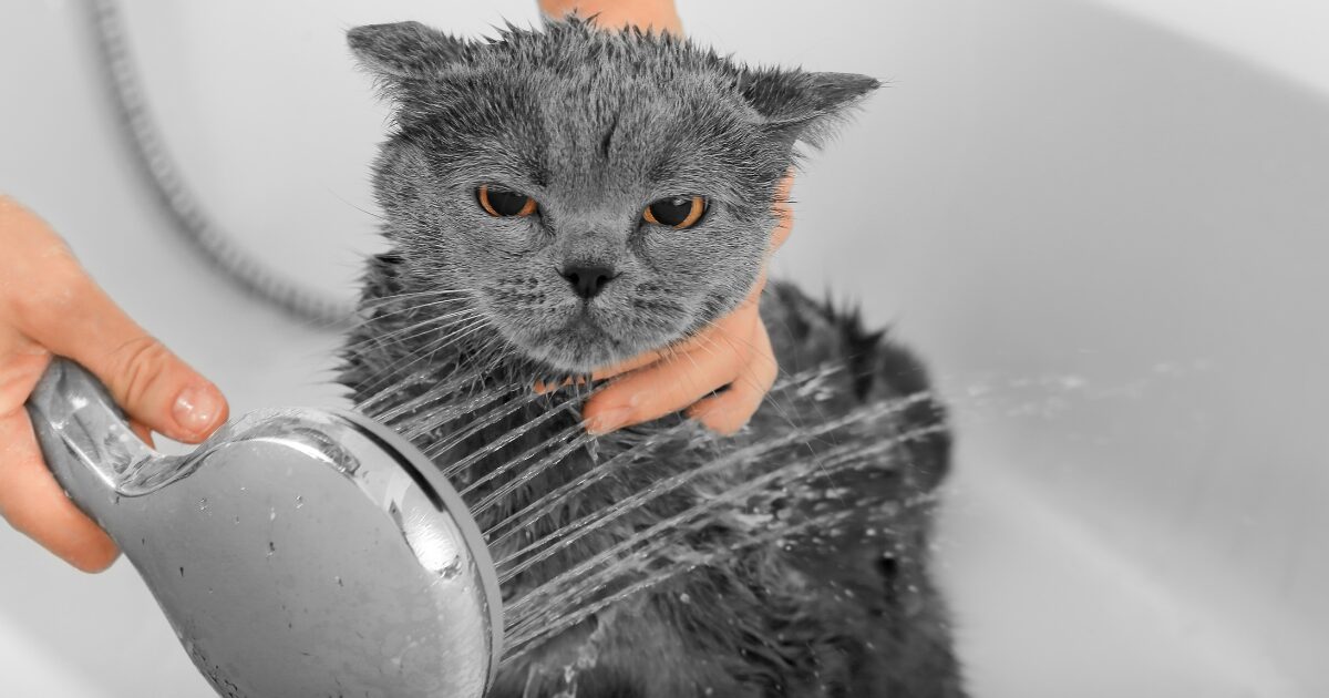 5. Cat Grooming Tips for Bathing Your Kitty Without the Stress