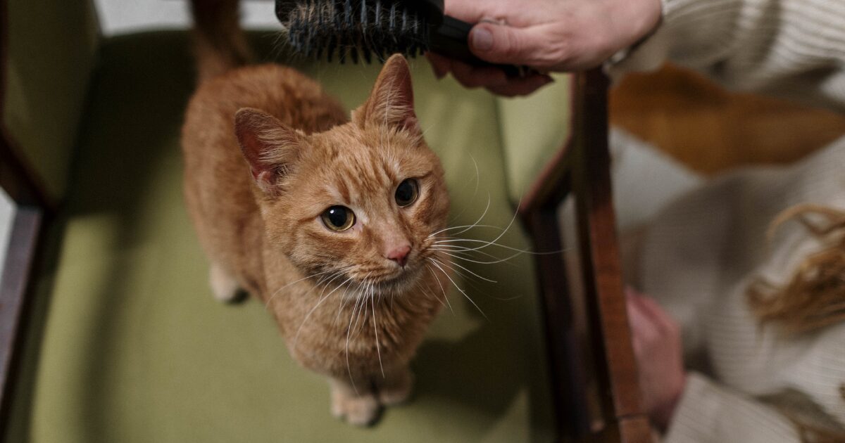 6. How to Brush Your Cat Like a Pro: Simple Cat Grooming Tips for Smooth Fur