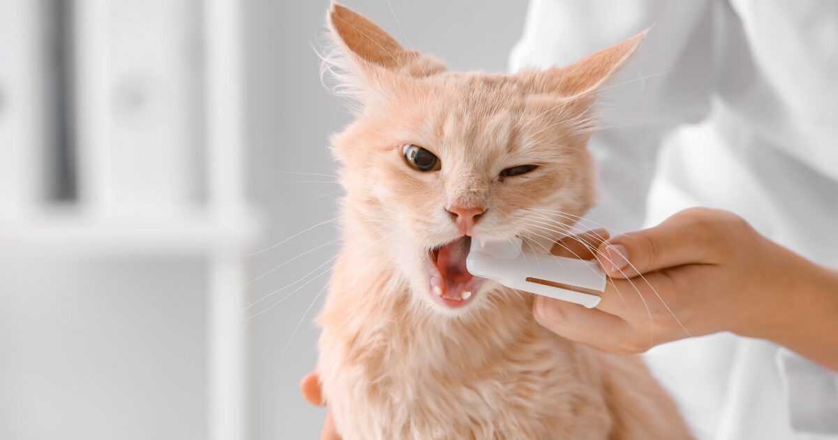 7. Cat Grooming Tips for Healthy Skin: The Secret to a Silky Soft Coat