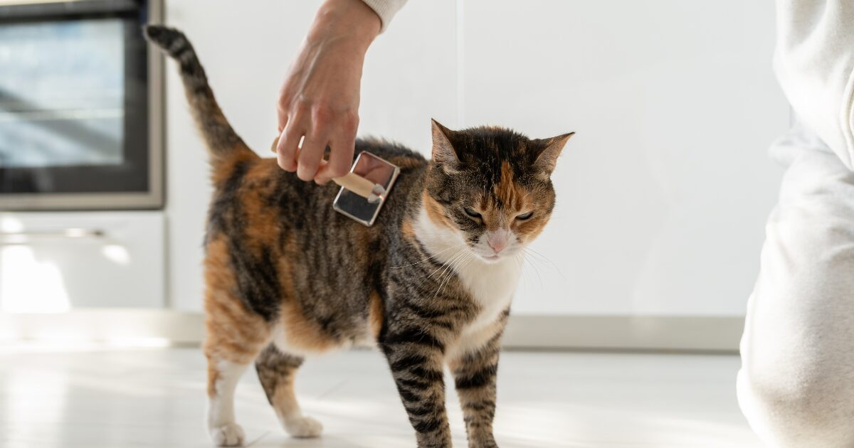 8. Preventing Hairballs with These Key Cat Grooming Tips