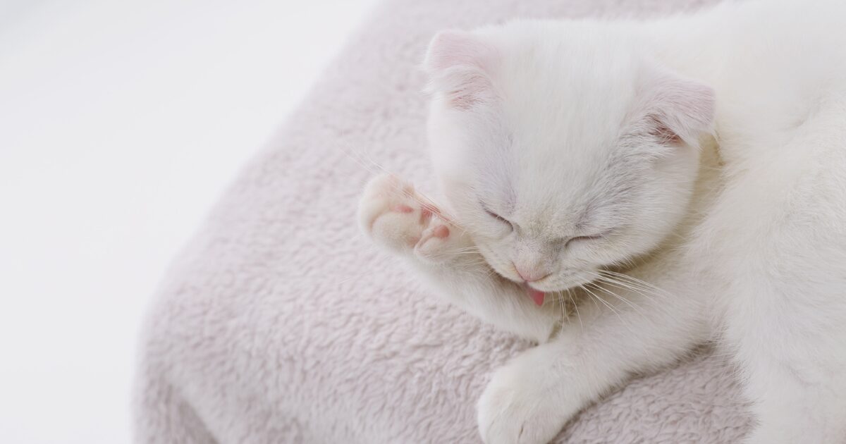 9. Cat Grooming Tips for Sensitive Cats: How to Keep Them Calm and Comfortable