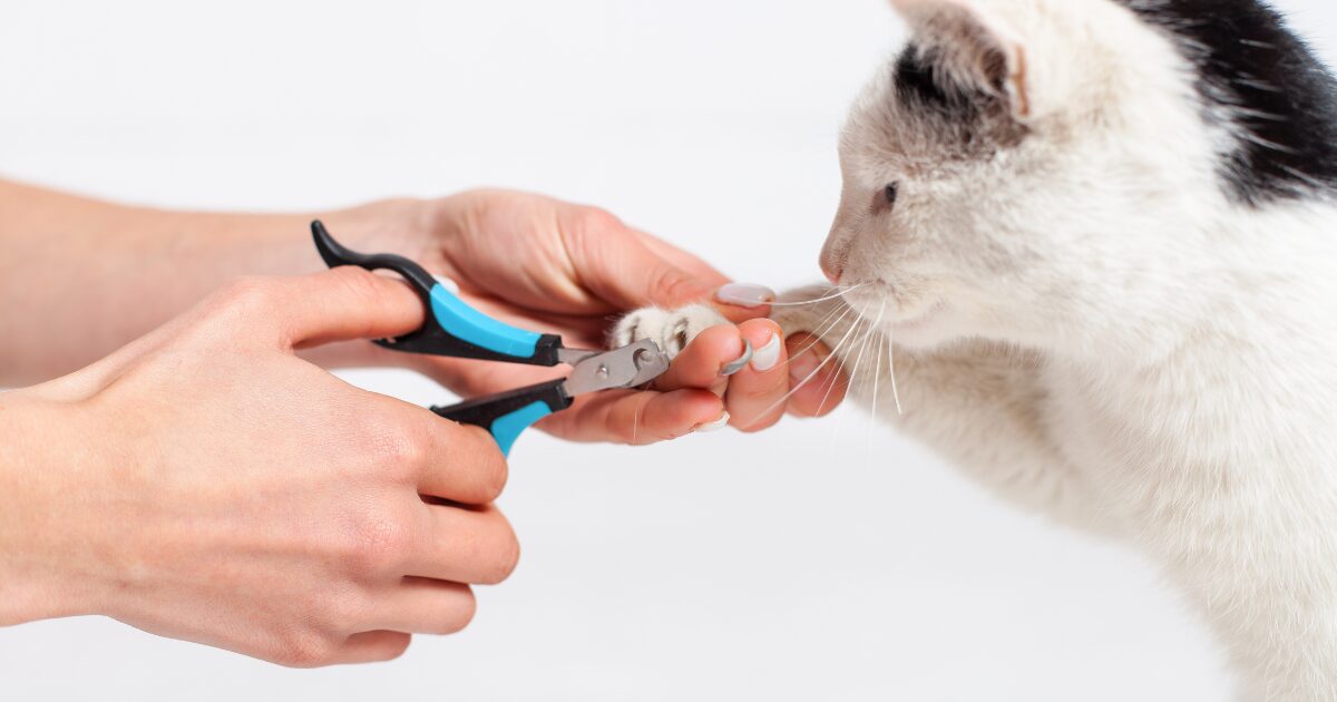 10. The Best Cat Grooming Tips for Regular Coat Maintenance Between Professional Grooming