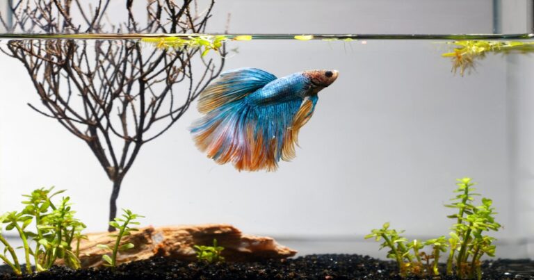 Transform Your Betta’s Home: Creative Aquarium Setups and Betta Fish Care Tips