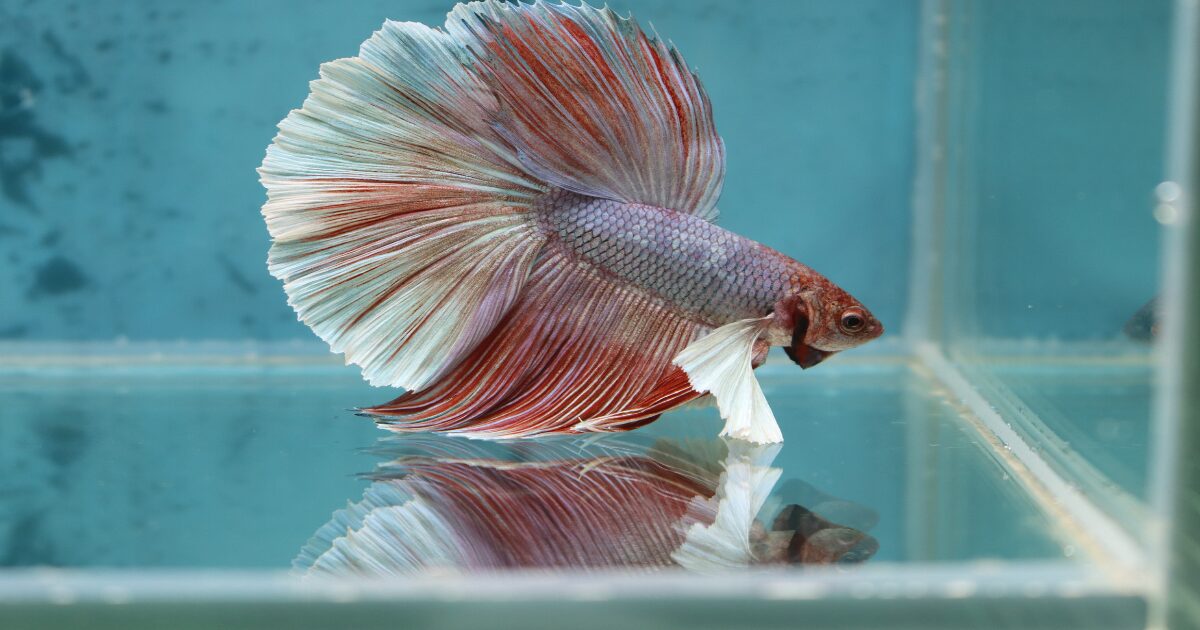 1. Choosing the Perfect Tank for Your Betta: A Guide to Betta Fish Care