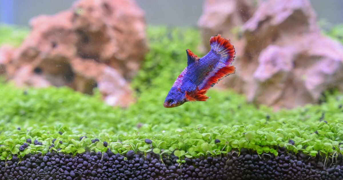 3. The Essential Betta Fish Care Checklist: What You Need for a Thriving Tank